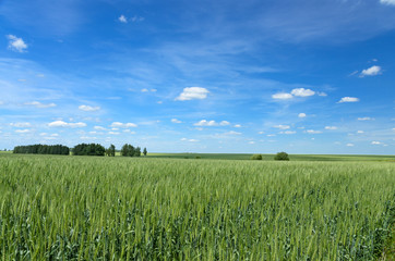 Blue sky with white clouds over the green wheat field