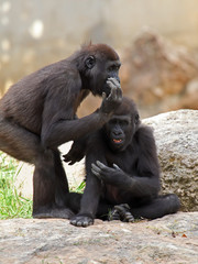 two gorillas in zoo