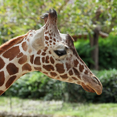 close up of giraffe face