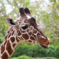 close up of giraffe face