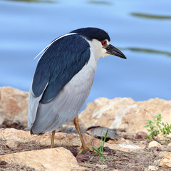 Black-crowned Night Heron (Nycticorax nycticorax)