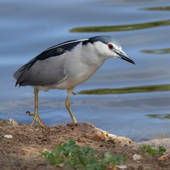 Black-crowned Night Heron (Nycticorax nycticorax)