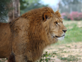 Naklejka premium A closeup portrait of a beautiful African lion.