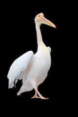 Great white pelican