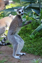 Ringtailed lemur (Lemur catta) eating leaves