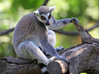 close-up of a ring-tailed lemur in zoo