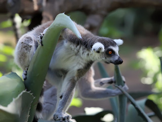 ring-tailed lemur in zoo