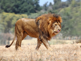 Close Up picture of a male lion on the grass