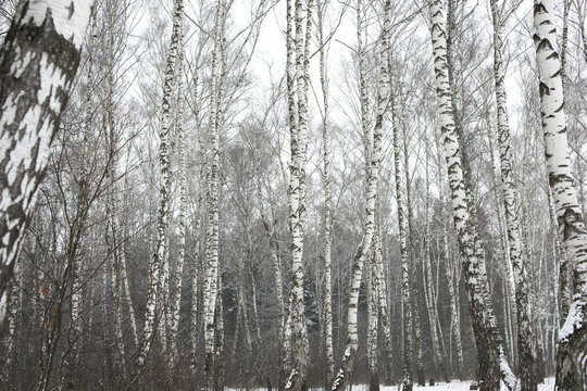Берёзовый лес зимой