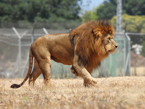 Close Up picture of a male lion