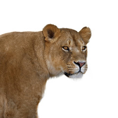 Obraz na płótnie Canvas Lioness portrait on white background