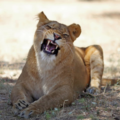 Close Up picture of lioness resting in the grass