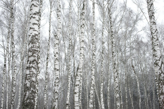 Берёзовый лес зимой