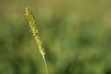 Single stalk of grass in full sunlight