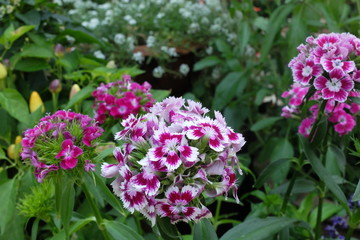 Dianthus Flowers