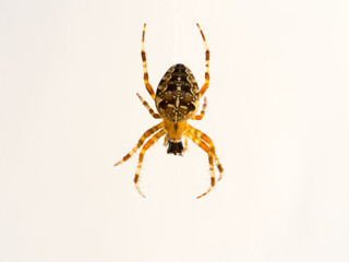 Spider on white background eat