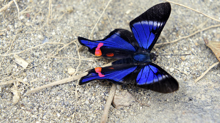 Wunderschöner Schmetterling