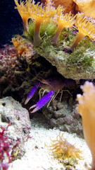 Krebs unter einem Stein