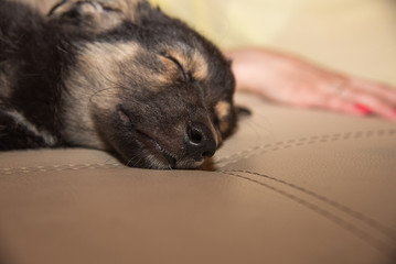 German shepherd puppy sleeping