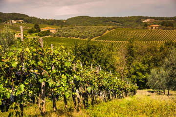 Fototapeta na wymiar Shrubs grapes before harvest. Chianti, Tuscany, Italy 
