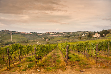 Shrubs grapes before harvest. Chianti, Tuscany, Italy

