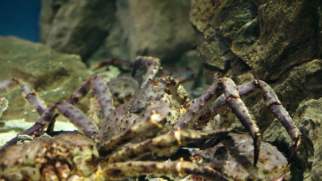 Sleeping giant crabs