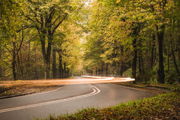 The lights of a car travelling through a tree-lined road in Sheffield, England.