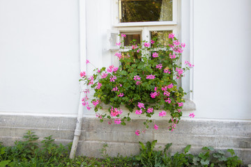 Old house window with flowers. Tenderness and inspiration of the old white house, whitewashed. Floral decoration at home. The design of flowers.