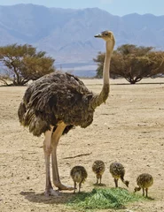 Peel and stick wall murals Ostrich Female of African ostrich (Struthio camelus) with its young chicks in Israeli nature reserve park, 35 km north of Eilat