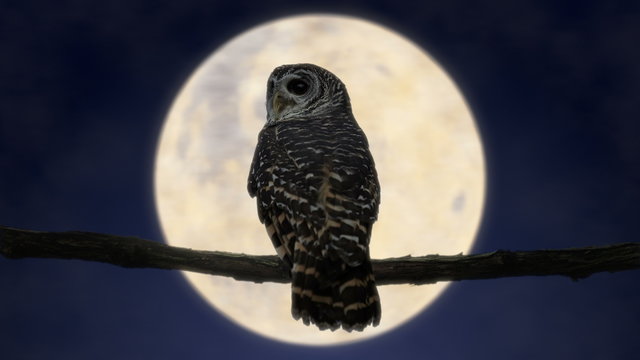 Owl at Night with Full Moon (4K)

Owl in the night looking and turning head in front of the full moon.
Full 4K combination of filmed owl and filmed full moon.