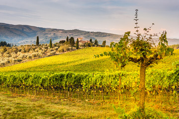 Fototapeta na wymiar Shrubs grapes before harvest. Chianti, Tuscany, Italy 