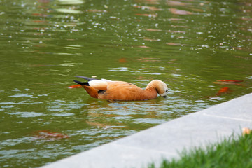 Naklejka premium beautiful orange duck in pond with fish