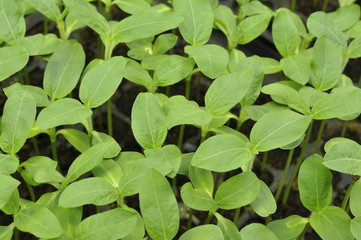 Fototapeta na wymiar Growth, Greenhouse, Plants, Seeds