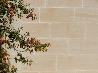 branch of tree with pink and yellow flowers 