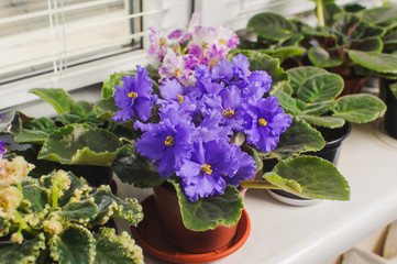 Fototapeta na wymiar African violet, Saintpaulia flower on window sill