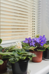 African violet, Saintpaulia flower on window sill