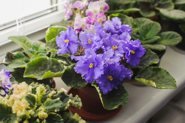 African violet, Saintpaulia flower on window sill