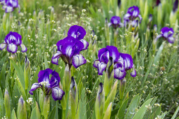 Flowering irises