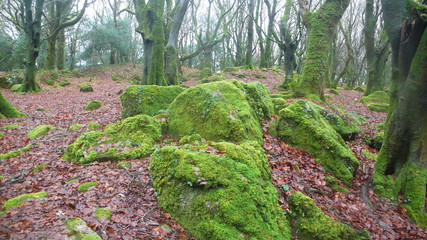 Emerald stones and trees under moss in Barna  woods outside Galway, Ireland