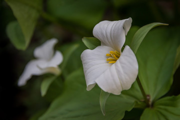 One perfect white trillium (Trillium grandiflorum) flower against a background of green leaves with another trillium in the background.