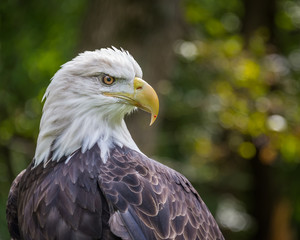 Portrait of abald eagle with a drop of blood on its beak.