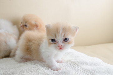 Cute little grey kitten lying on sofa