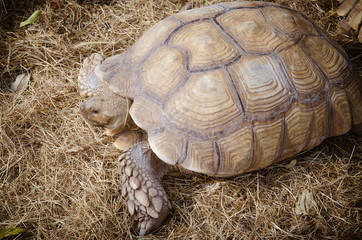 Aldabra giant tortoise (Aldabrachelys gigantea)