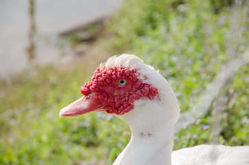 Close up of a muscovy duck head