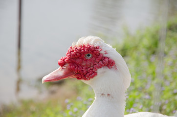 Close up of a muscovy duck head