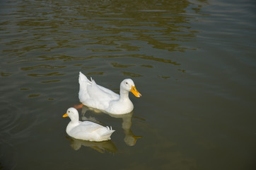 white duck swimming in the lake