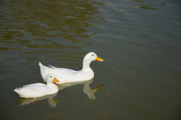 white duck swimming in the lake