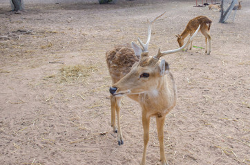 Chital or cheetal deer (Axis axis)