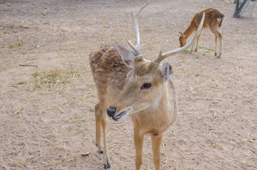 Chital or cheetal deer (Axis axis)