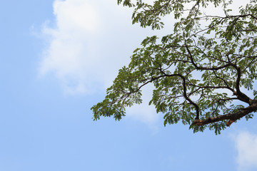 Beautiful trees and sky background